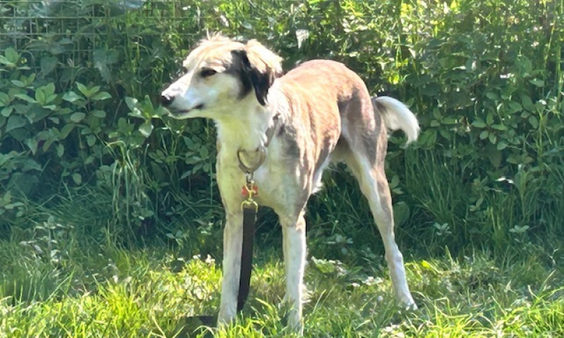 Murphy (3)