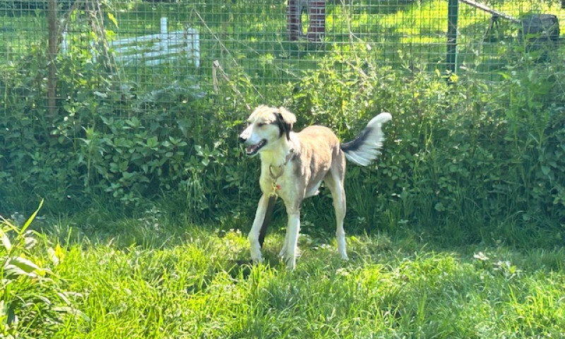 Murphy (5)