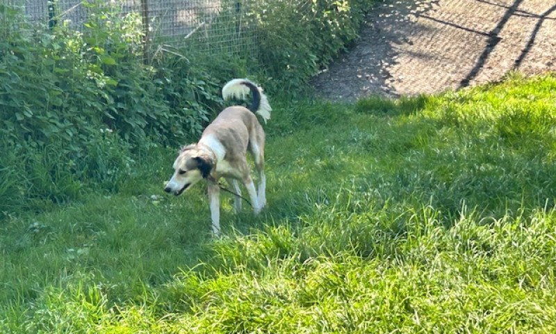 Murphy (6)