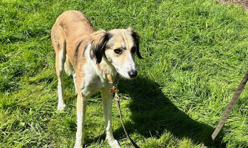 Murphy (9)