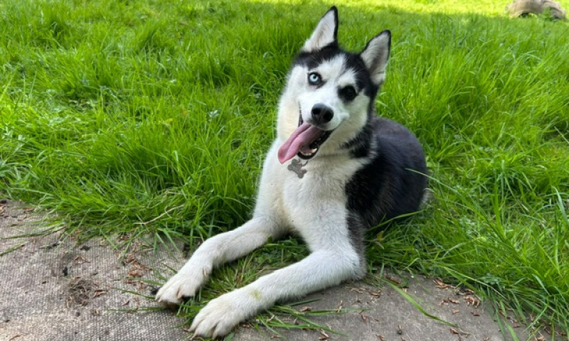 Zola (3)