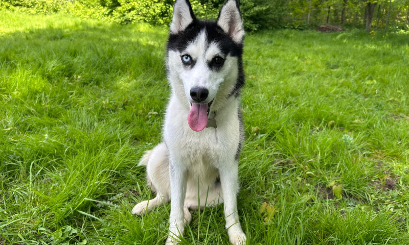 Zola (4)