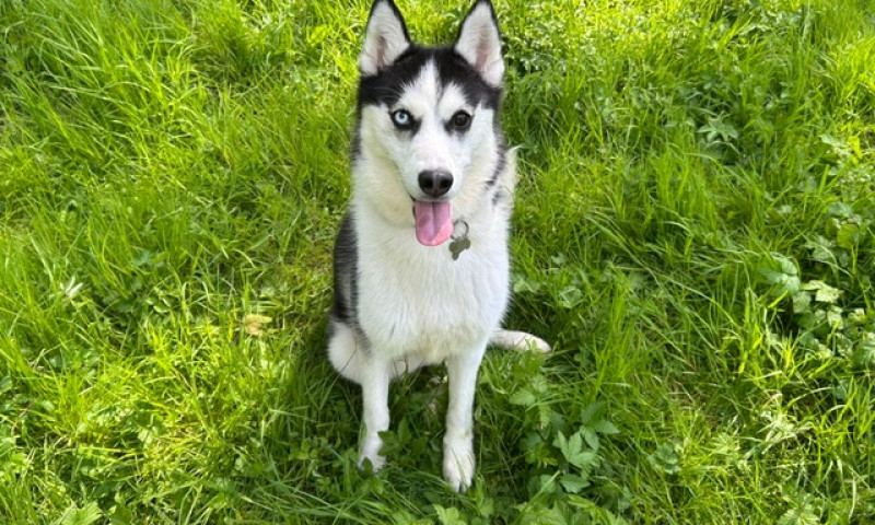 Zola (5)