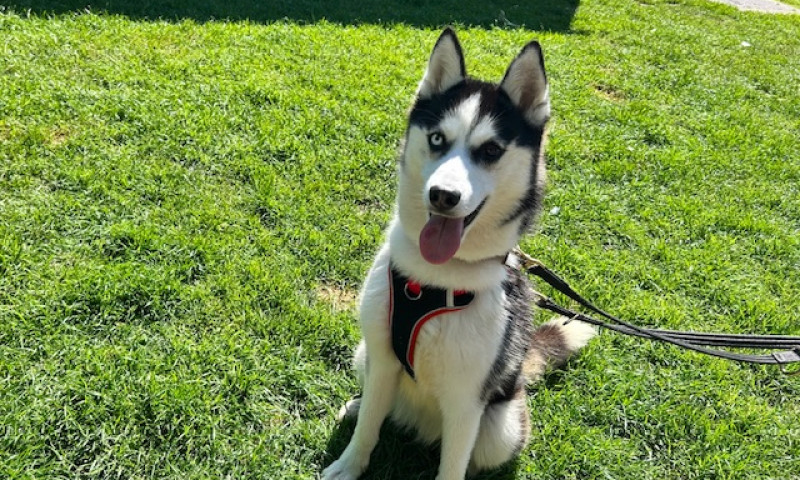 Zola (10)