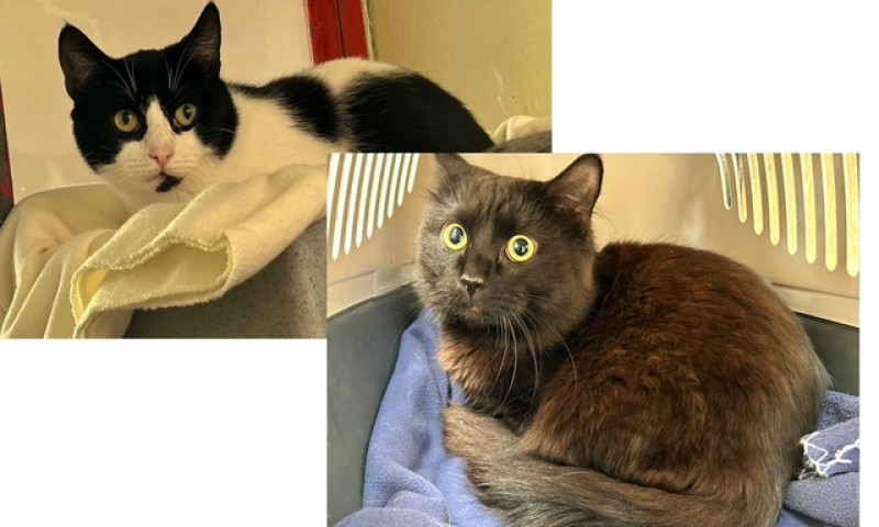 Felix & Salem (1)