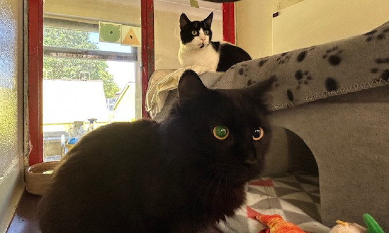 Felix & Salem (8)