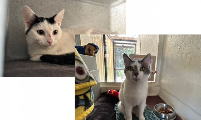 Lara & Pepper (2)