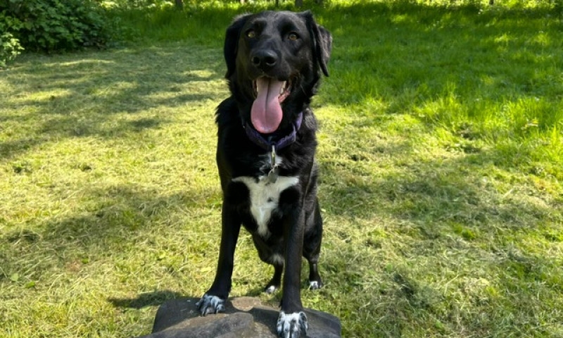 Jessie (3)
