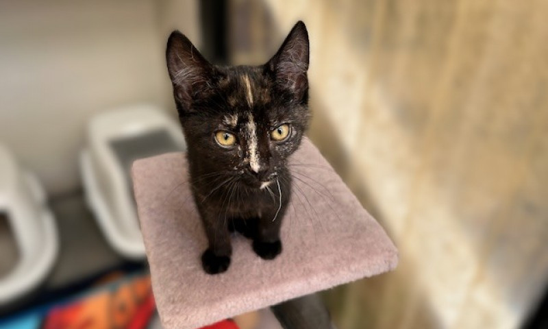 Joyce's kittens (2)