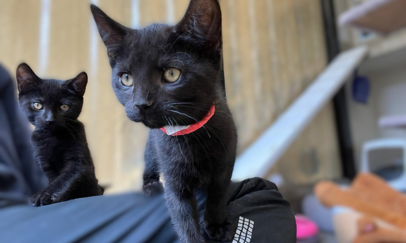 Joyce's kittens (1)