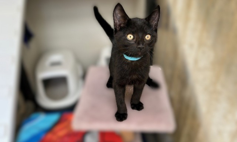 Joyce's kittens (3)