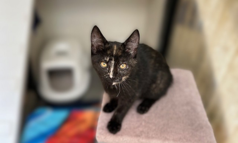 Joyce's kittens (7)