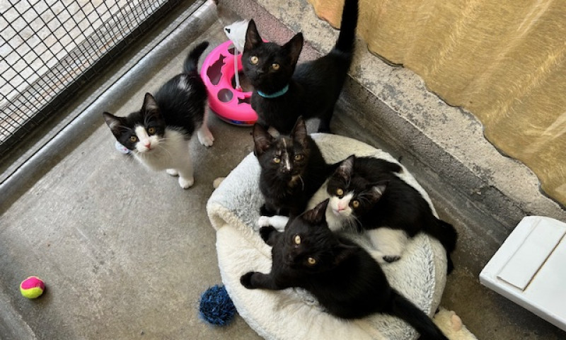 Joyce's kittens (12)