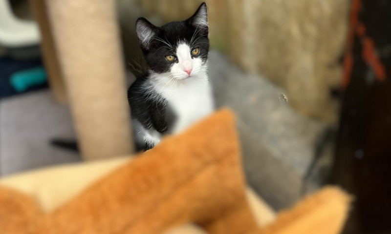 Joyce's kittens (13)