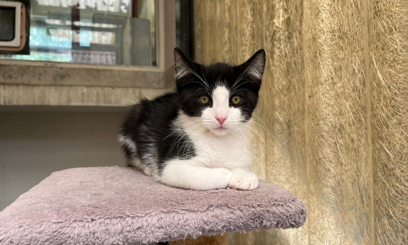Joyce's kittens (15)