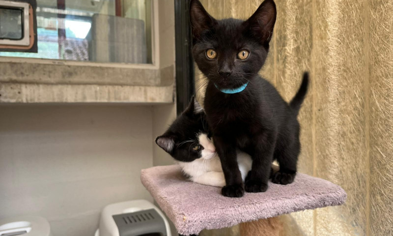 Joyce's kittens (16)