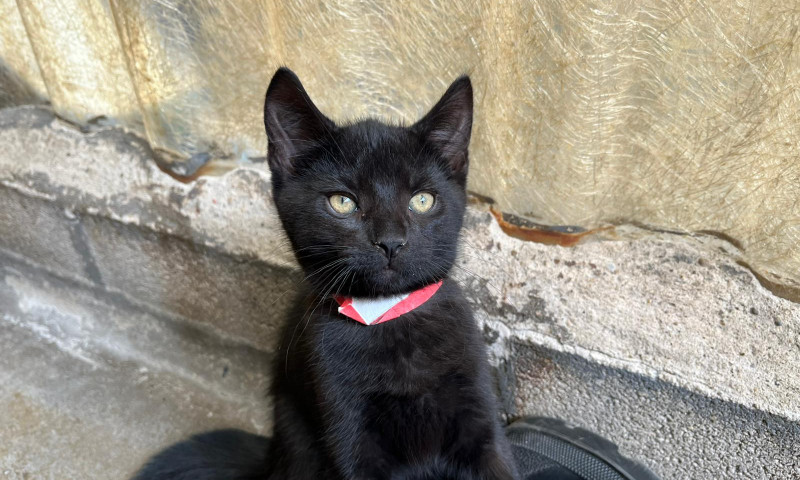 Joyce's kittens (18)