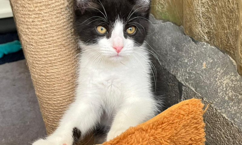 Joyce's kittens (19)