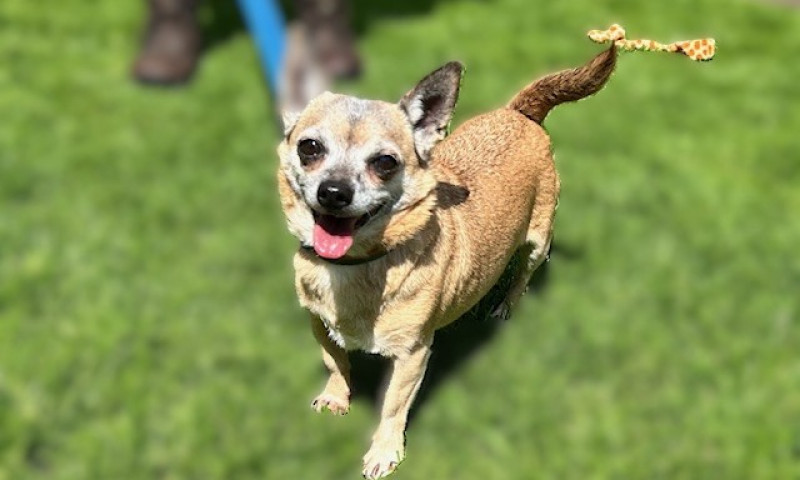 Chihuahuas (1)