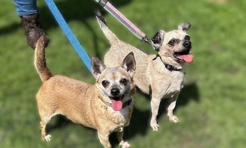 Chihuahuas (3)