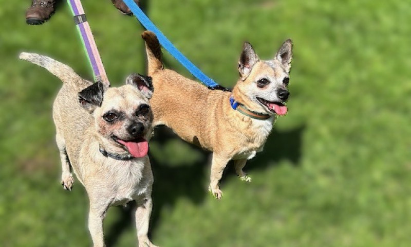Chihuahuas (4)