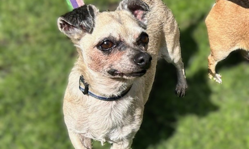 Chihuahuas (6)