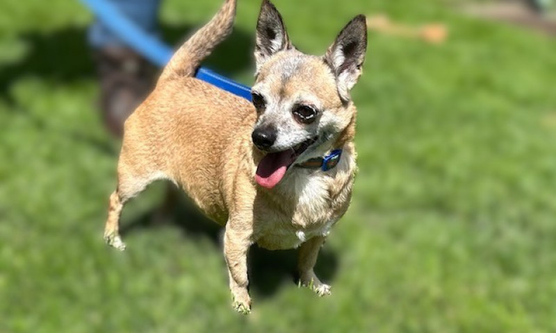 Chihuahuas (7)