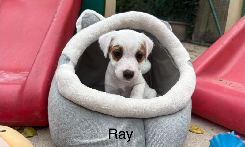 Ray (4)