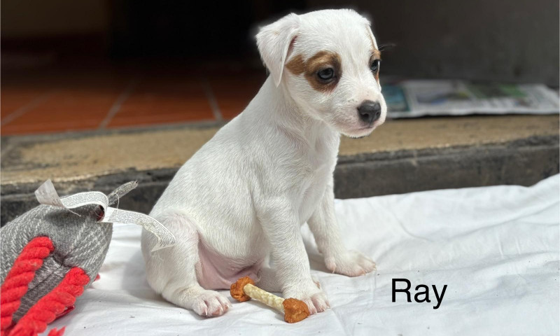 Ray (2)