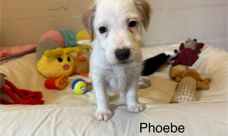 Phoebe (1)