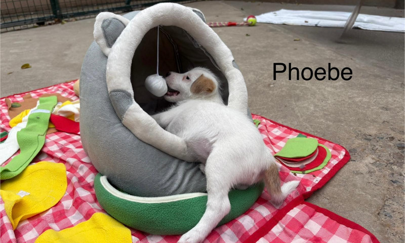 Phoebe (5)
