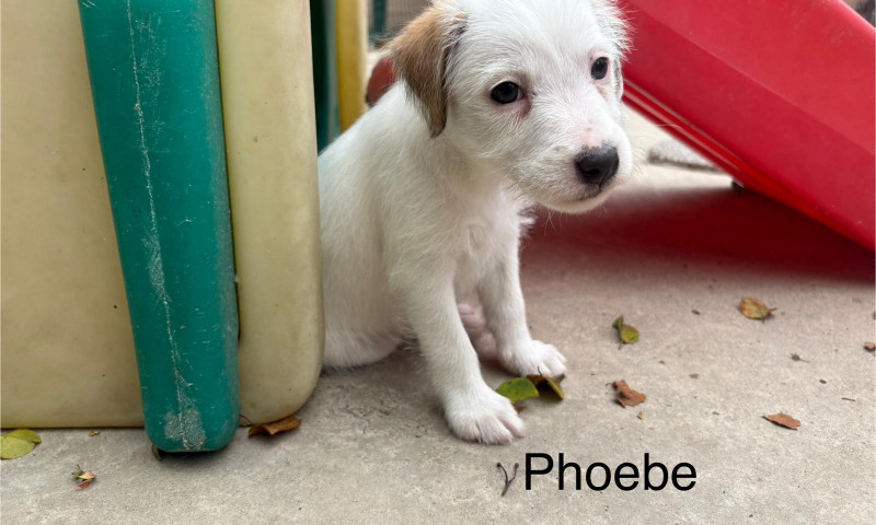 Phoebe (3)