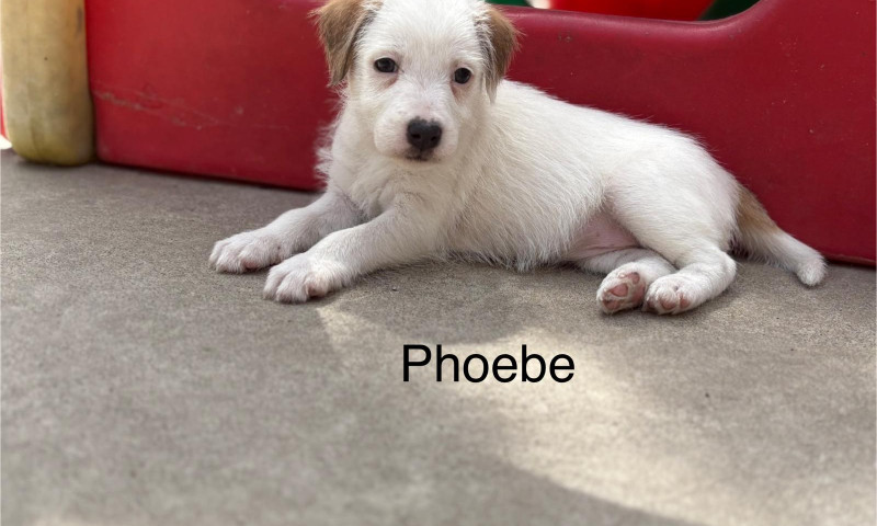 Phoebe (2)