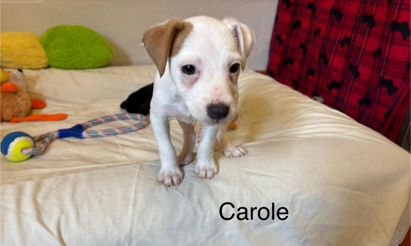 Carole (1)