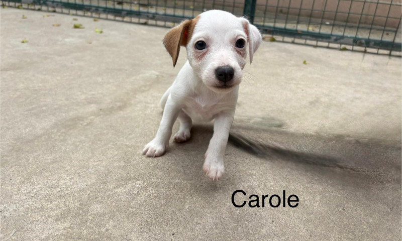 Carole (3)