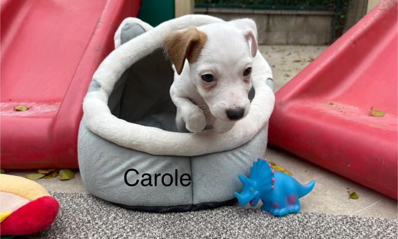 Carole (2)