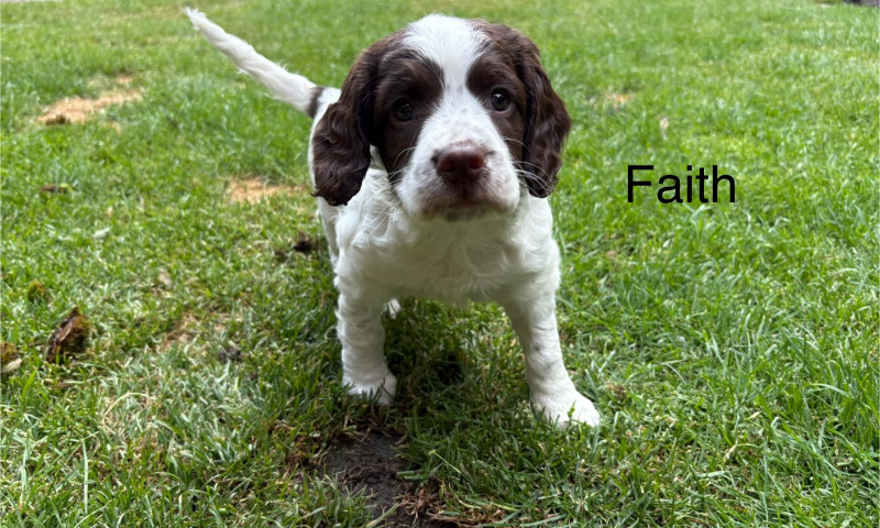 Faith (4)