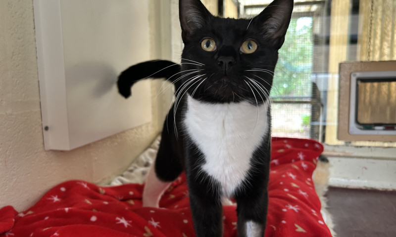 Pedro (1)