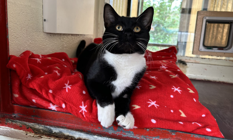 Pedro (2)
