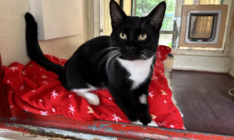 Pedro (4)