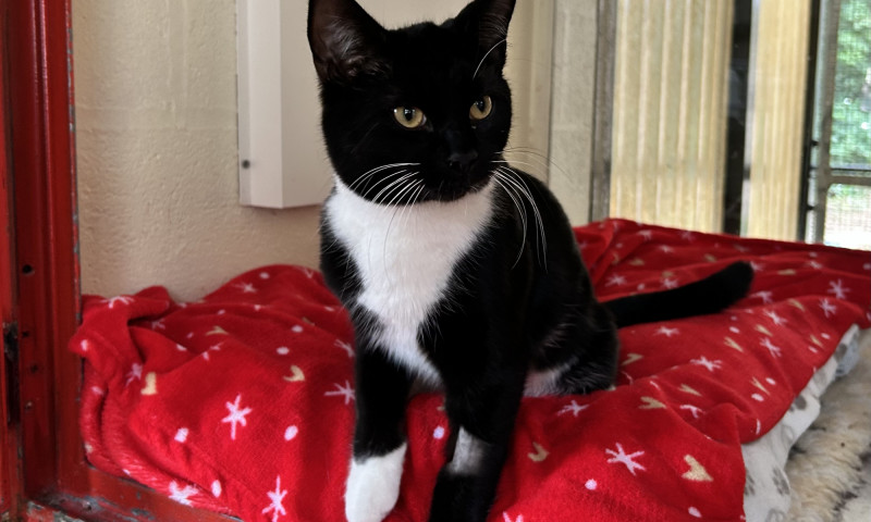 Pedro (5)