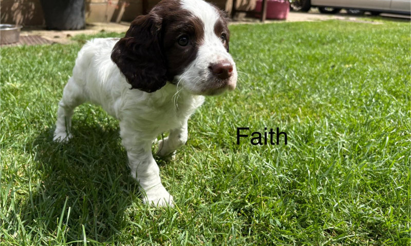 Faith (2)