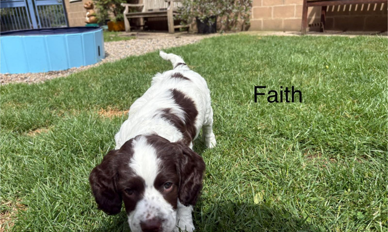 Faith (3)