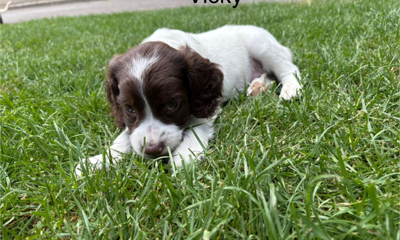 Vicky (1)