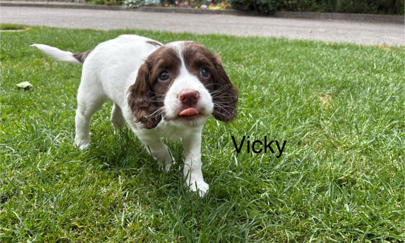 Vicky (3)