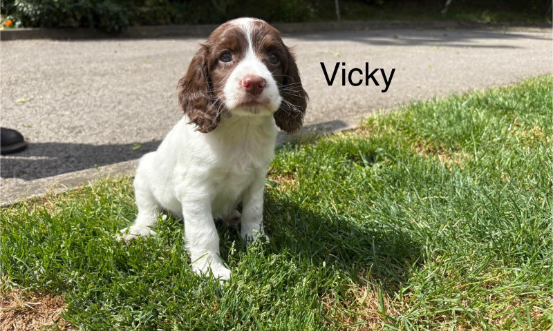 Vicky (5)