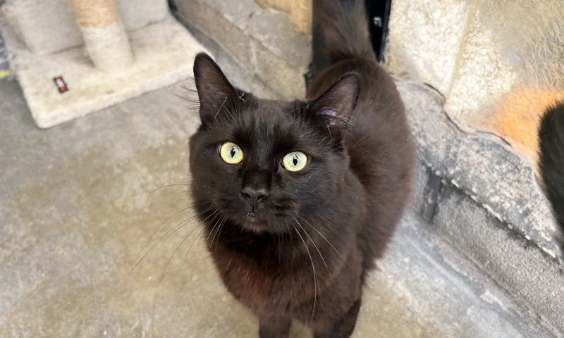 Felix & Salem New (11)