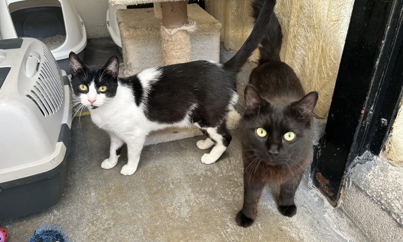 Felix & Salem New (10)