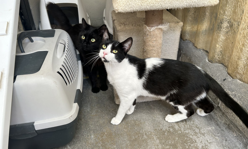 Felix & Salem New (9)