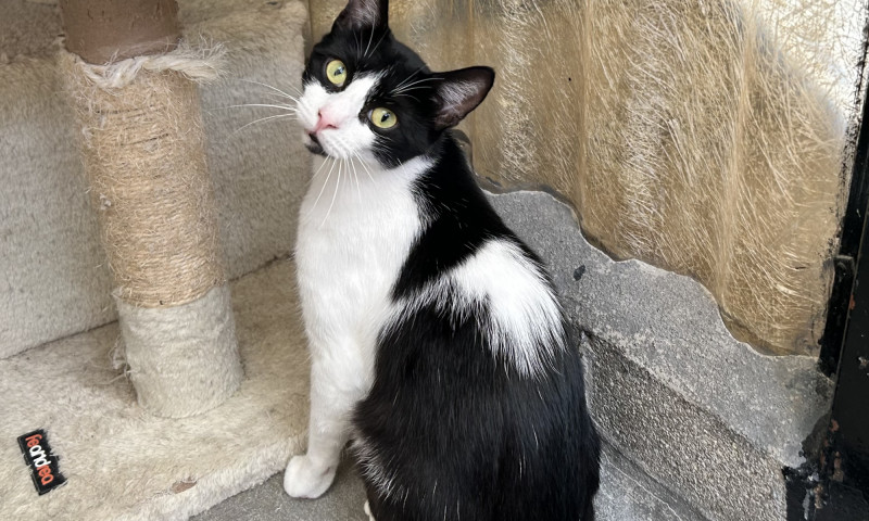 Felix & Salem New (8)